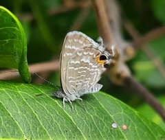 Theclinesthes onycha