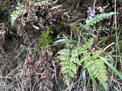 Dryopteris glabra