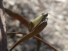 Merocroca automima