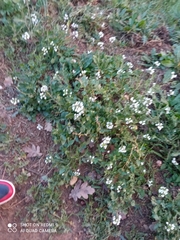 Diplotaxis erucoides