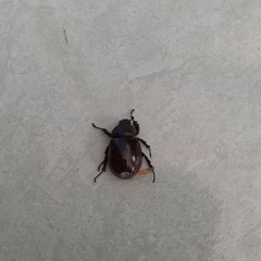 Xylotrupes gideon