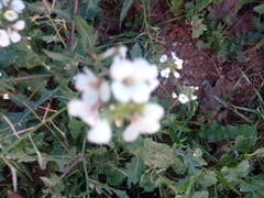 Diplotaxis erucoides