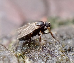 Phorinae