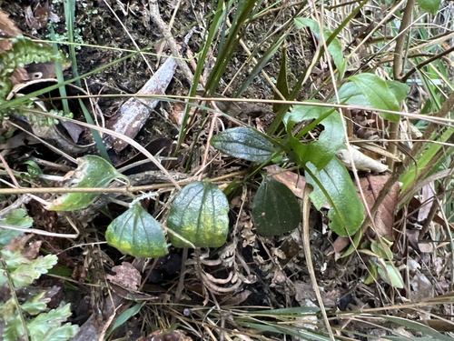 Schiedea viscosa observed 2022-12-01
