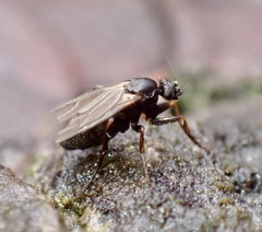 Phorinae