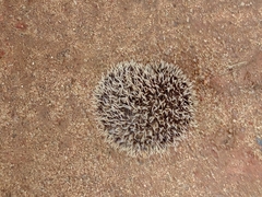 Atelerix albiventris