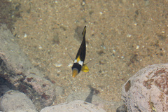 Chaetodon lunula