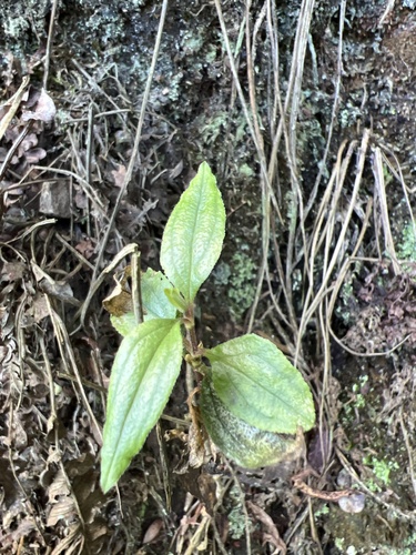Schiedea viscosa