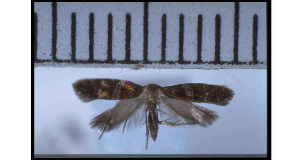 Chrysorthenches halocarpi