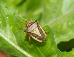 Pentatominae