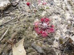 Drosera pygmaea