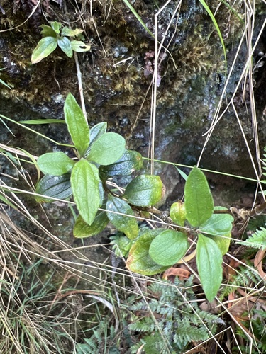 Alsinidendron