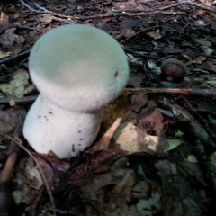 Agaricus bisporus