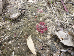 Drosera pygmaea