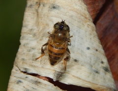 Eristalinus