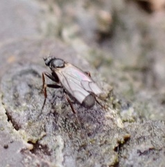 Phorinae