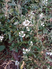 Diplotaxis erucoides