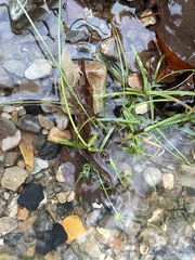 Cyperus compressus