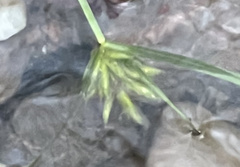 Cyperus compressus