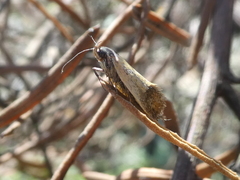 Merocroca automima