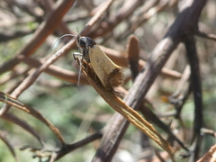Merocroca automima