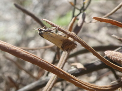 Merocroca automima