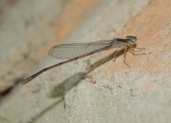 Zygoptera