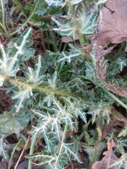 Galactites tomentosus