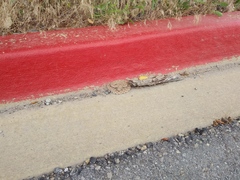 Crotalus oreganus concolor