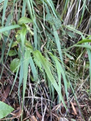Panicum nephelophilum