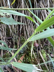 Panicum nephelophilum