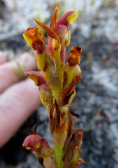 Disa reticulata