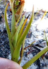 Disa reticulata