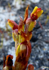 Disa reticulata