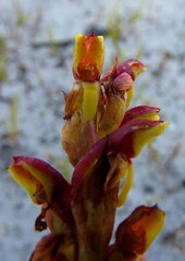 Disa reticulata
