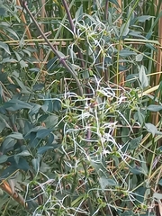 Clematis flammula