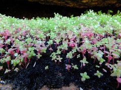 Crassula strigosa