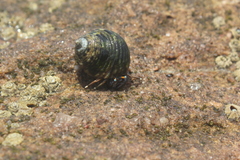 Calcinus laevimanus