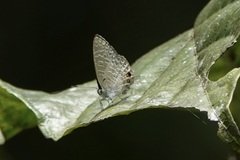Catopyrops ancyra