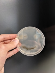 Aureobasidium