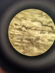 Aureobasidium