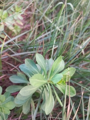 Euphorbia helioscopia
