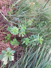 Euphorbia helioscopia