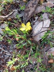 Hibbertia procumbens