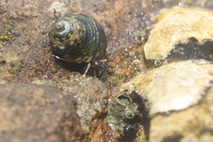 Calcinus laevimanus