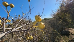Pyrus syriaca