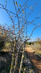 Pyrus syriaca