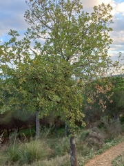 Quercus pubescens