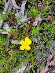 Hibbertia procumbens