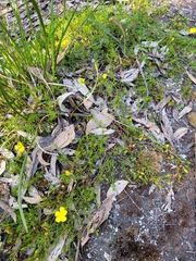Hibbertia procumbens